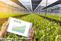 blockchain pertanian